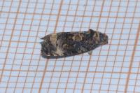 Endothenia gentianaeana