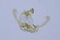 Endothenia gentianaeana