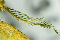 Psyche crassiorella