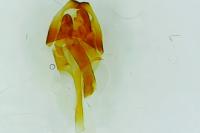 Ptilocephala albida