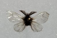 Ptilocephala albida