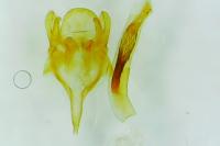 Sterrhopterix fusca