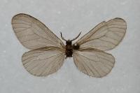 Sterrhopterix fusca