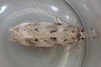 Chionodes electella