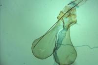 Chionodes electella
