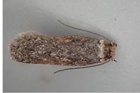 Depressaria pimpinellae