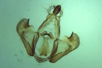 Depressaria pimpinellae