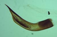 Depressaria pimpinellae