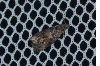 Endothenia pullana