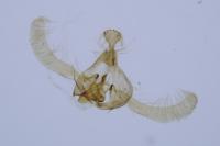 Endothenia pullana