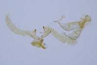 Endothenia pullana