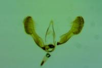 Strophedra nitidana