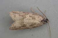 Cnephasia stephensiana