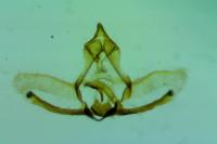 Cnephasia stephensiana