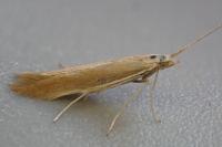 Coleophora niveicostella