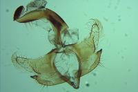 Coleophora niveicostella