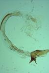 Coleophora niveicostella
