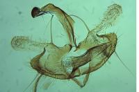 Coleophora mayrella