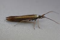 Coleophora deauratella