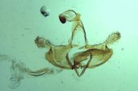 Coleophora deauratella