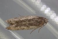 Cosmardia moritzella
