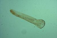 Cosmardia moritzella