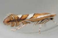 Phyllonorycter mespilella