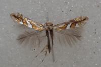 Phyllonorycter mespilella