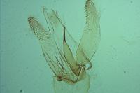 Phyllonorycter mespilella