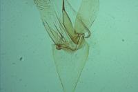 Phyllonorycter mespilella