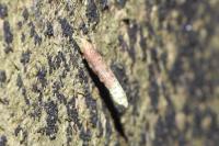 Taleporia tubulosa