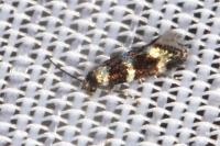 Elachista gleichenella