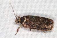 Depressaria