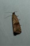 Celypha striana