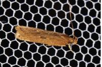 Helcystogramma triannulella