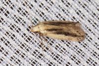 Mirificarma mulinella