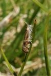 Epinotia mercuriana