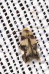 Etainia louisella