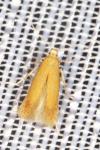 Tischeria