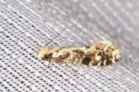 Nemapogon