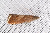 Dichrorampha acuminatana