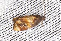 Ditula angustiorana