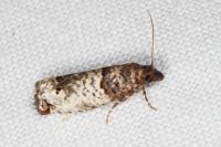 Notocelia incarnatana