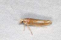 Ypsolopha parenthesella