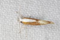 Argyresthia albistria