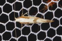 Argyresthia