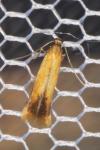 Coptotriche marginea