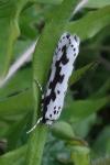 Ethmia pusiella
