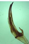 Dichomeris limosella