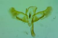 Oegoconia uralskella uralskella